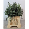 EUC PARVIFOLIA PB -ZA-SUPER